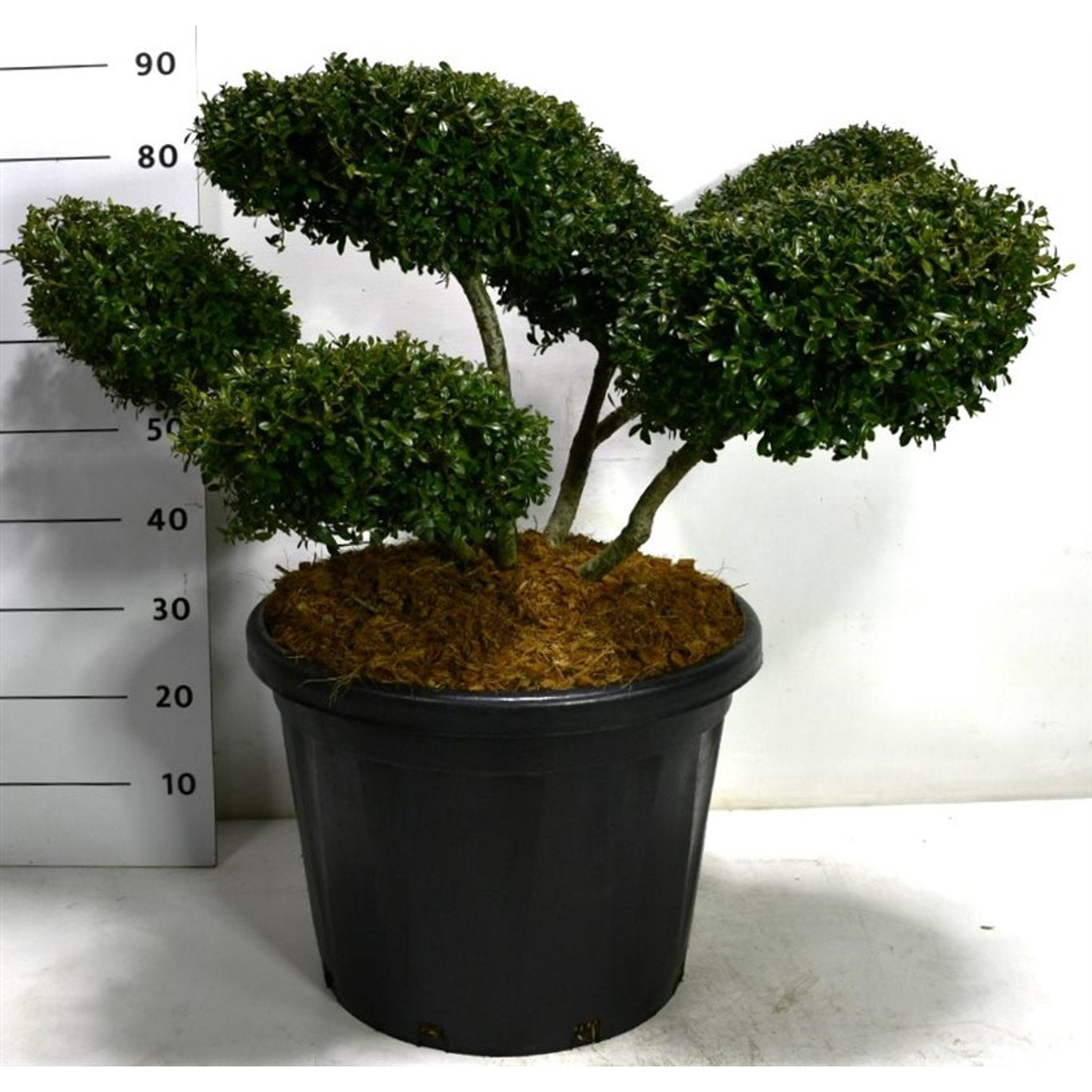 Japansk järnek – Ilex crenata 'Stokes' - 70-80 CM Bonsai Cont.